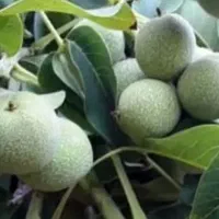 نهال گردو پیوندی ژنوتیپ فرنور چندلر،گلدانی شده