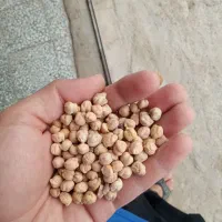 نخود درجه ۱ ایوان