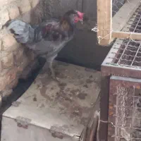 مرغ خروس ماکیان