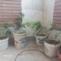 گل محمدی|گل و گیاه طبیعی|اصفهان, کوجان|دیوار