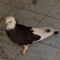 شازده ماده
