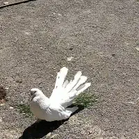 کبوتر
