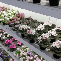 خاصترین رنگ های بنفشه آفریقایی 560نوع متنوع