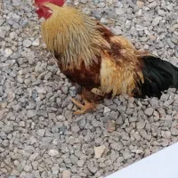 خروس