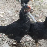 جوجه گلین پنگوئنی