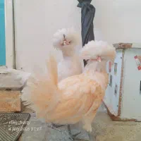 معاوضه خروس پولند با طوطی عروس جوجه