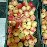 سیب گلاب ارگانیک تازه از باغ رسیده