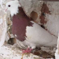 یک جفت طوقی درجه ۱
