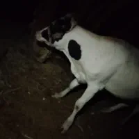 گاو