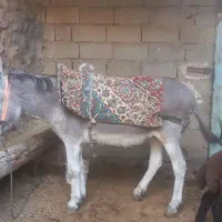 خر ، الاغ|حیوانات مزرعه|چادگان, |دیوار