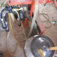 شیردوش گاو
