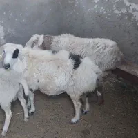 قوچ چاق هم برای تخم هم برای گوشت
