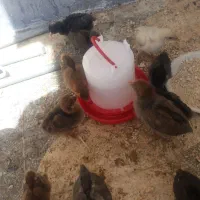 جوجه مرغ محلی