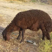بره قوچ همو