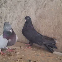 دوعددکبوتر اصفهانی