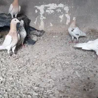 کفتر