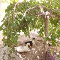اردک سالم