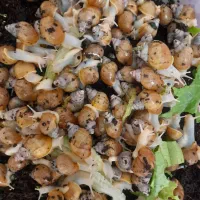 حلزون|خزنده|تهران, شهرک شهید رجایی (کوی نوبنیاد)|دیوار