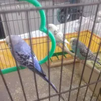 پرنده