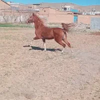 فروشگاه اصلی خرید اسب و مادیان های پالانی و بارکش