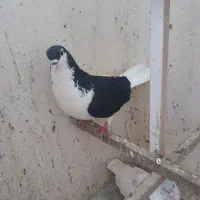 کبوتر