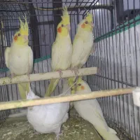 عروس هلندی