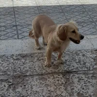 سگ نژاد کوکر و اشپیتز،ماده