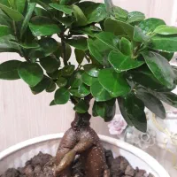 گل بنسا با گلدان سرامیکی