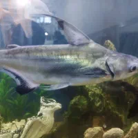 پنگوسی و آنجل مونو زرد و لجن خوار