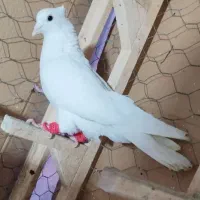 واگذاری هرگونه پرنده لطفا متن رو کامل بخونید