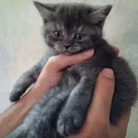 گربه