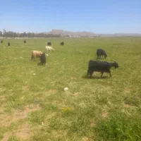 فروش بز وسانن ومعمولی