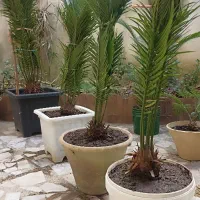 سیکاس|گل و گیاه طبیعی|لاهیجان, شقایق|دیوار