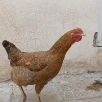 مرغ تخم گذار