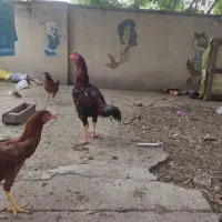 خروس لاری اصیل افغان