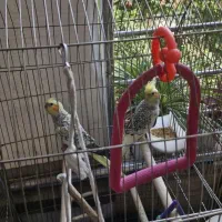 عروس هلندی ماده