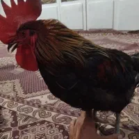 خروس بلک استار