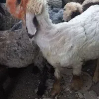 میش وبره
