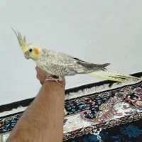 4تا عروس هلندی نر و ماده،، دستی