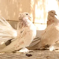 کبوتر چتری آمریکایی