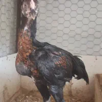 جوجه لاری آخرت نسل