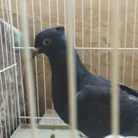 کبوتر جوانه دم سفید و طوقی|پرنده|گلبهار, |دیوار