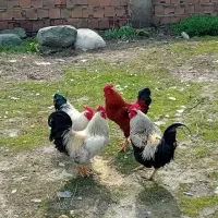 خروس محلی جوان سنگین