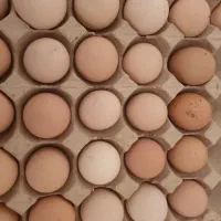 تخم مرغ محلی