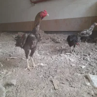 خروس ومرغ لاری