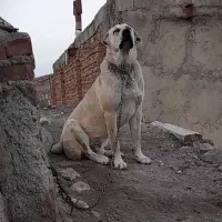 سگ بازلخ