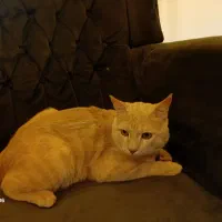 واگذاری گربه ملوس