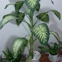 گل دیفن برای مغازه وشرکت