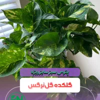 پتوس سبز رونده سایز بزرگ در گل‌نرگس