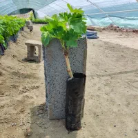 نهال گلدانی انگور پیکامی (کاشمر)